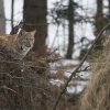 Animaux